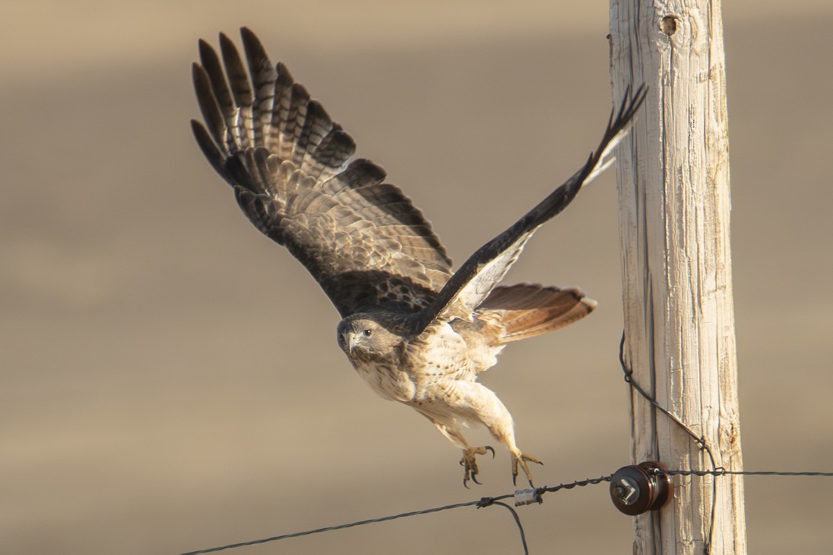 Red-tailed Hawk - ML644724180