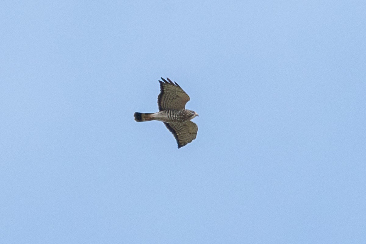 Broad-winged Hawk - ML644724197
