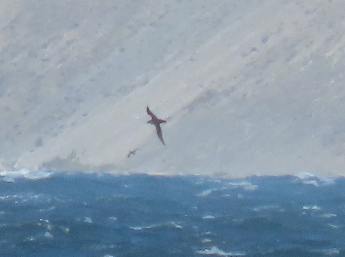 buřňák tenkozobý - ML644724200