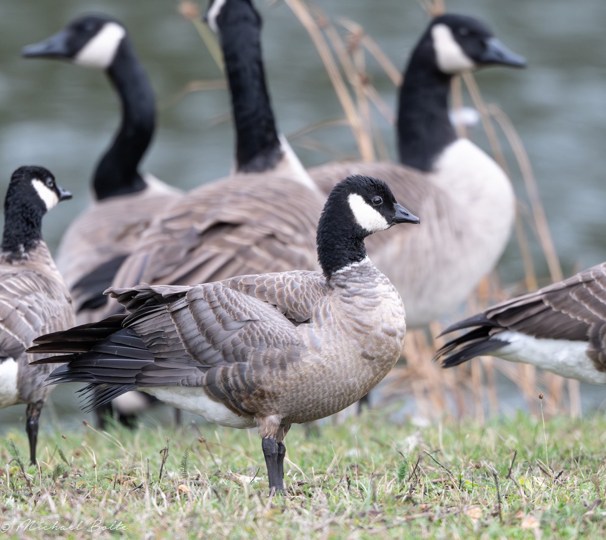 Харлаг галуу - ML644724206