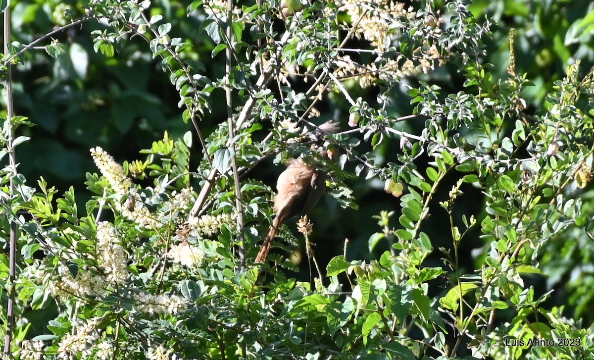 Speckled Mousebird - ML644724207