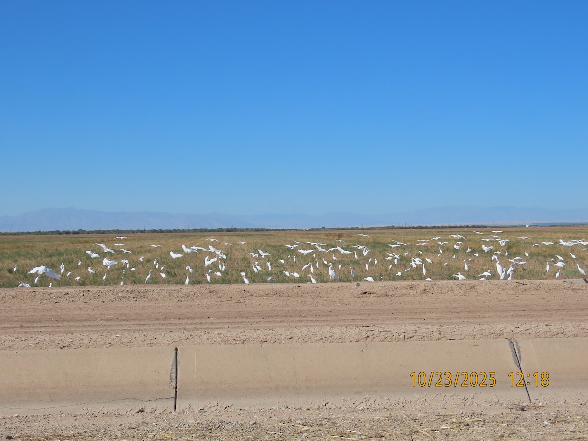 volavka rusohlavá - ML644724213