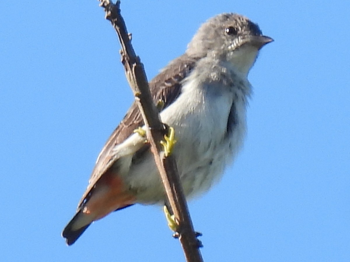 Mistletoebird (Australian) - ML644724215