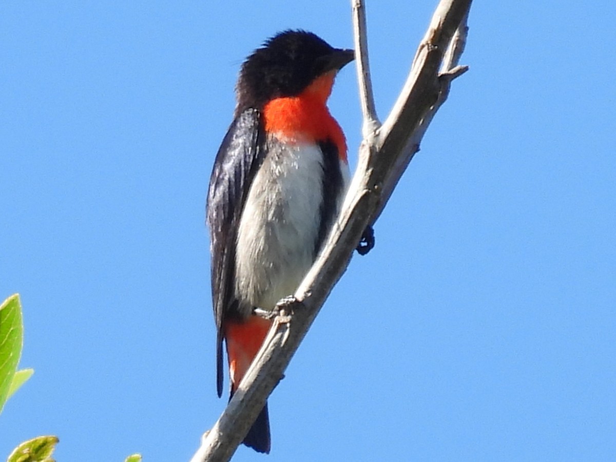 Mistletoebird (Australian) - ML644724216