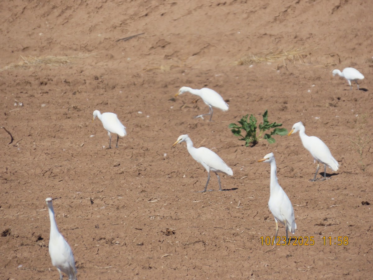 volavka rusohlavá - ML644724218