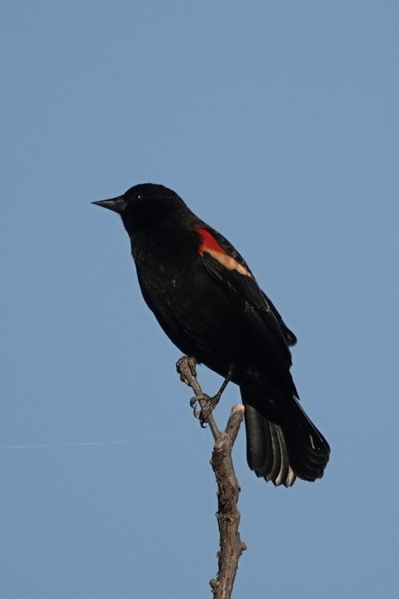 Red-winged Blackbird - ML644724220