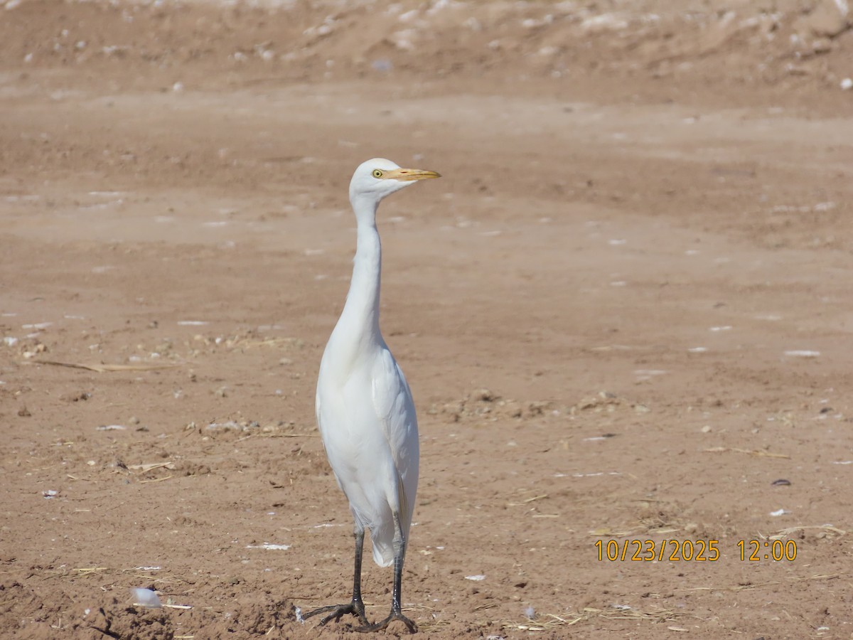 volavka rusohlavá - ML644724225