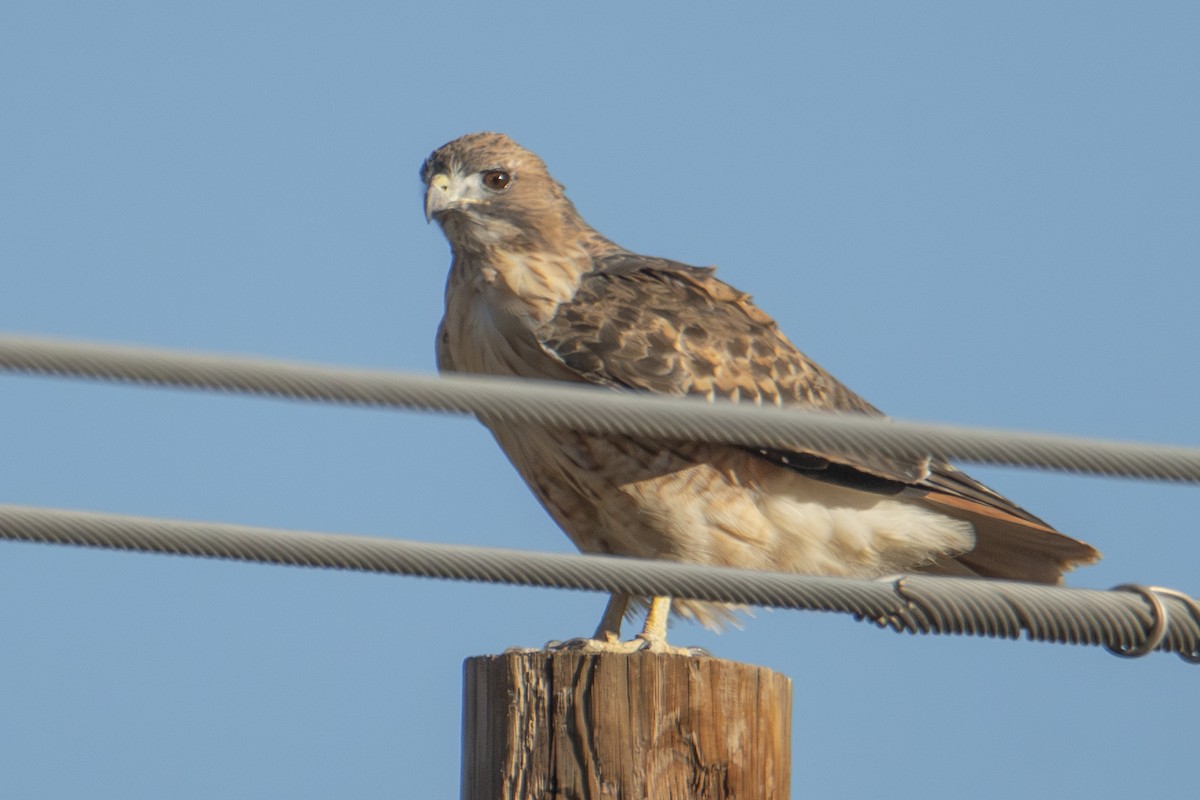 Red-tailed Hawk - ML644724226