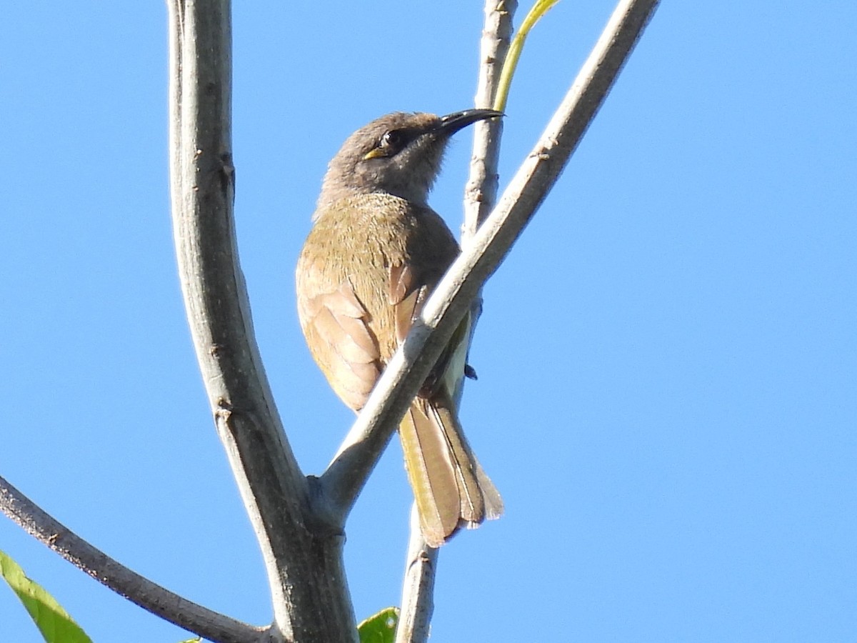 Brown Honeyeater - ML644724227