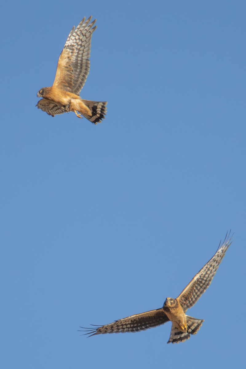 זרון אמריקני - ML644724229