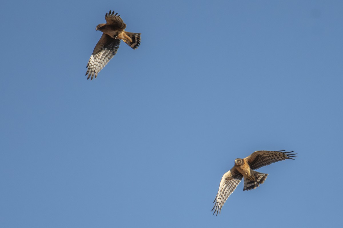 זרון אמריקני - ML644724230