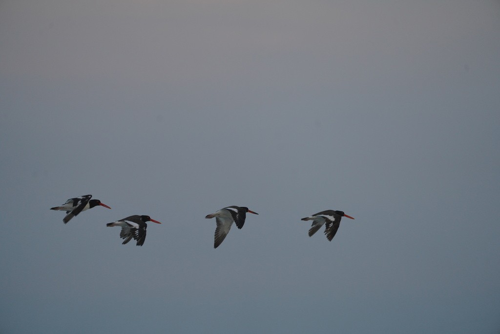 American Oystercatcher - ML644724231