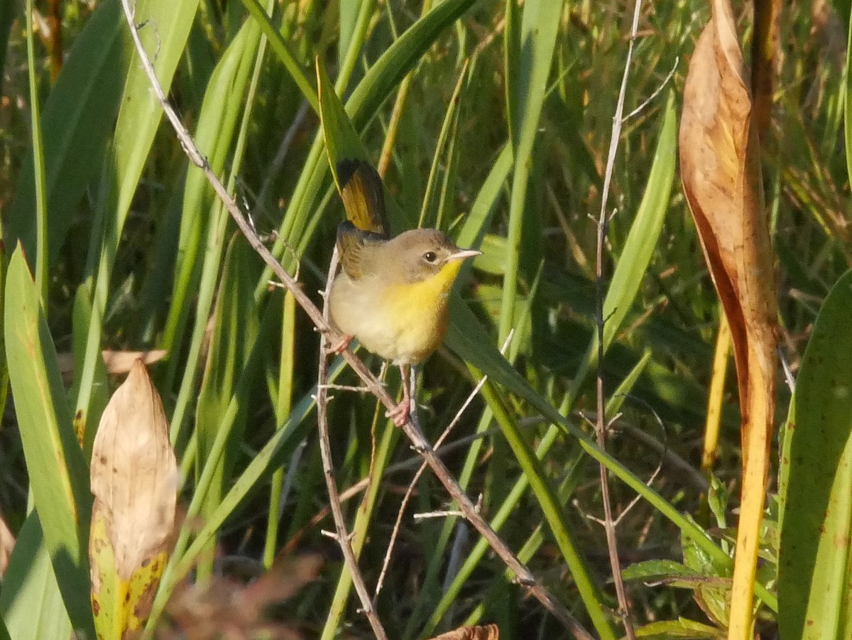 nordgulstrupe - ML644724237