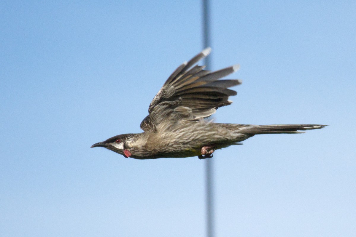 Red Wattlebird - ML644724249