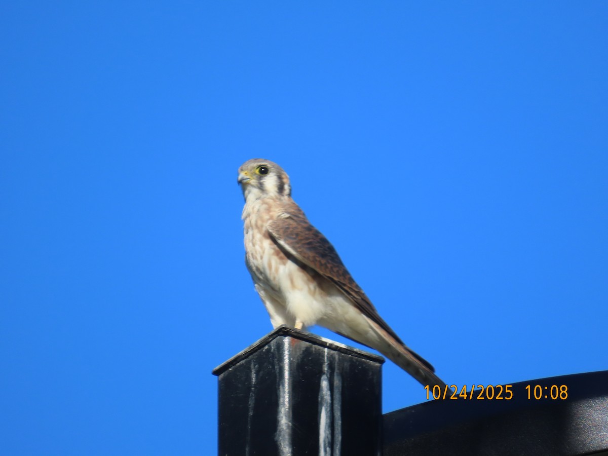 poštolka pestrá - ML644724250