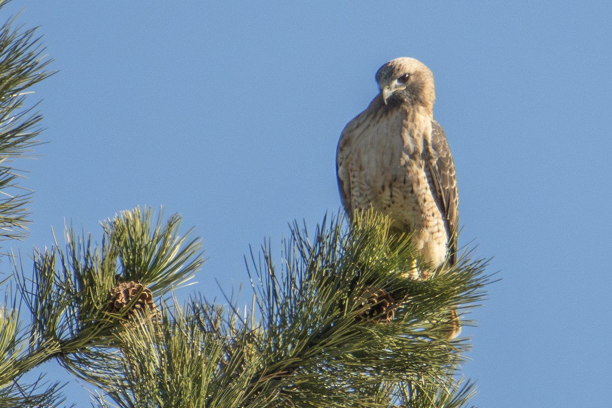 Red-tailed Hawk - ML644724252