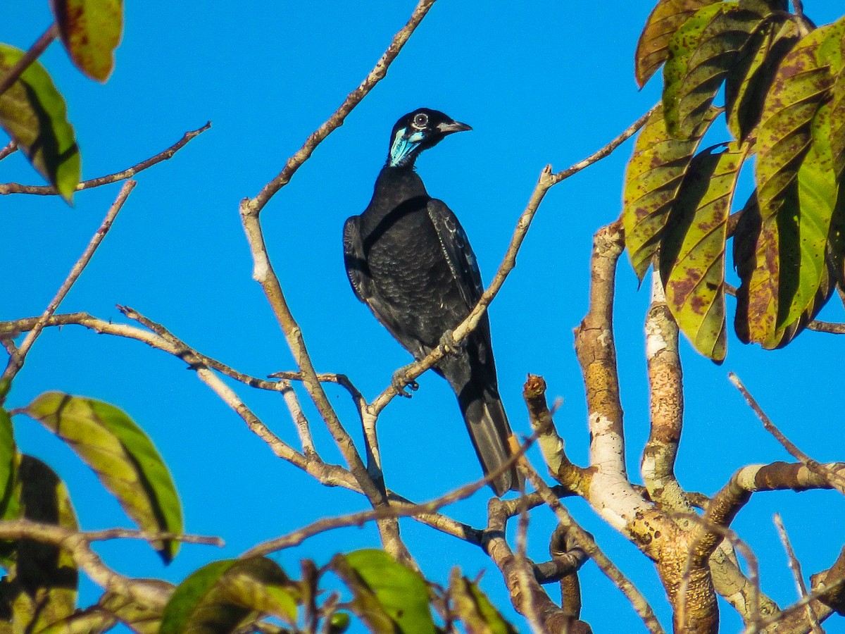 Bare-necked Fruitcrow - ML644724253