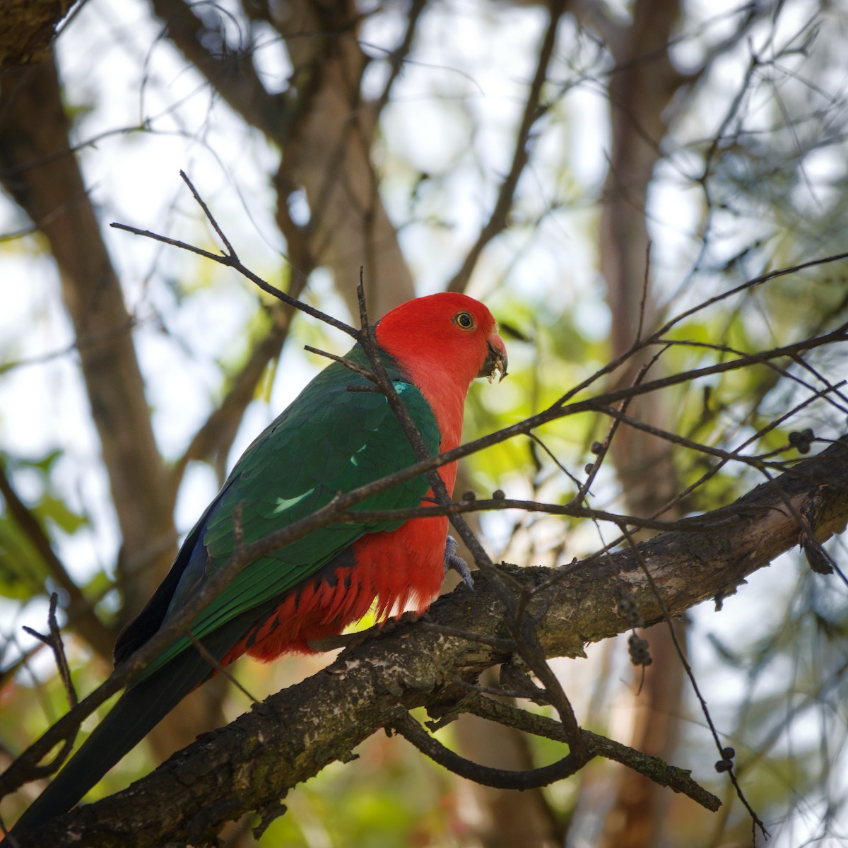Australian King-Parrot - ML644724259