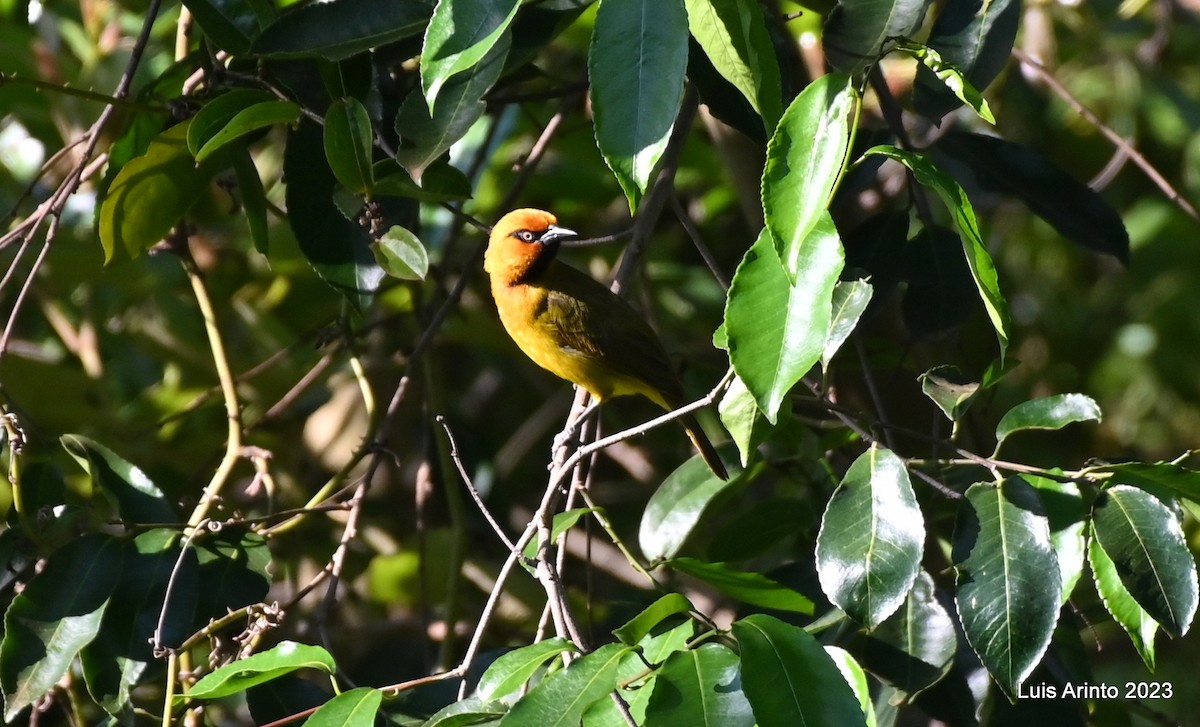 Spectacled Weaver - ML644724268