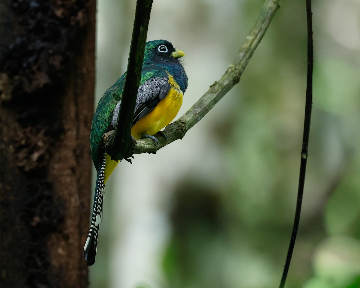 Graceful Black-throated Trogon - ML644724300