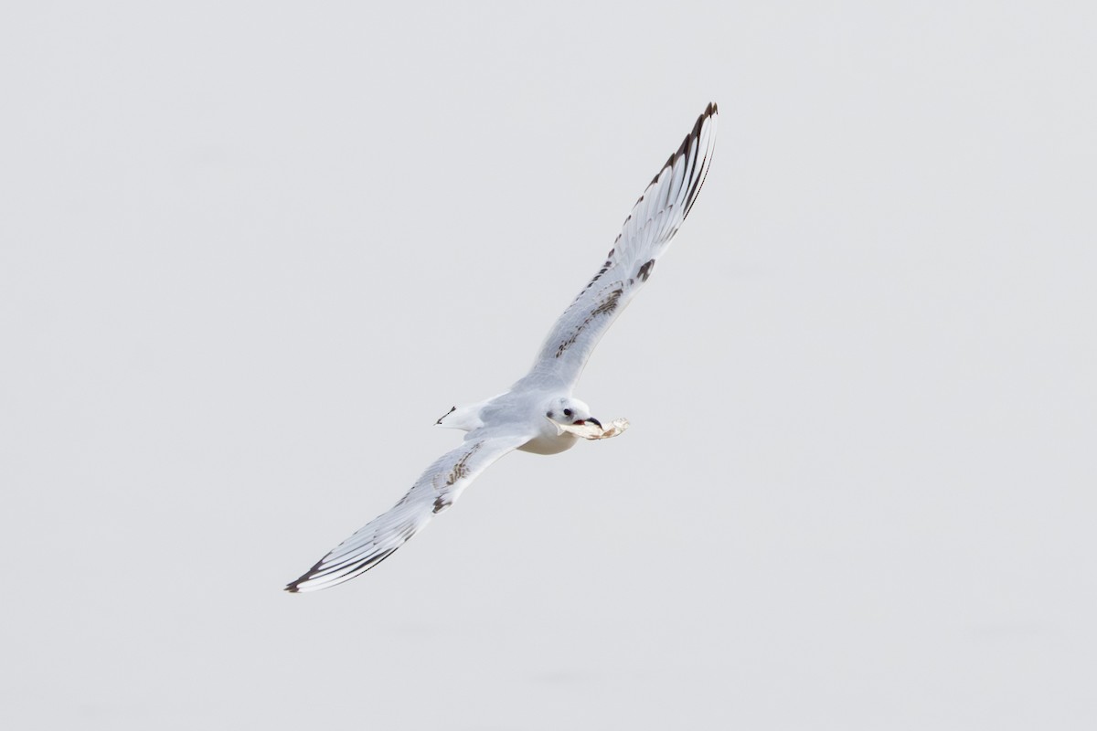 Saunders's Gull - ML644724303