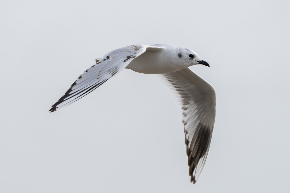 Saunders's Gull - ML644724304