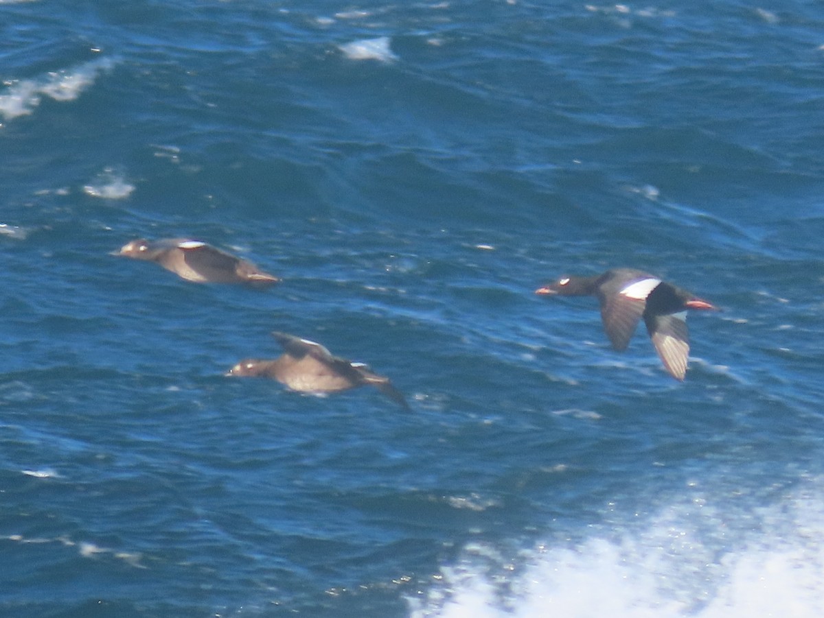 turpan kanadský - ML644724305