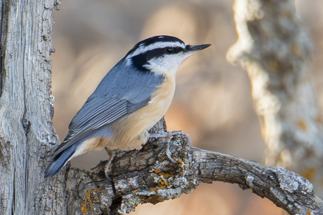 Red-breasted Nuthatch - ML644724310