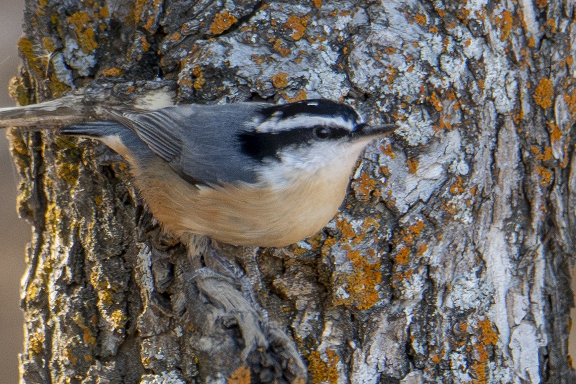 Red-breasted Nuthatch - ML644724311