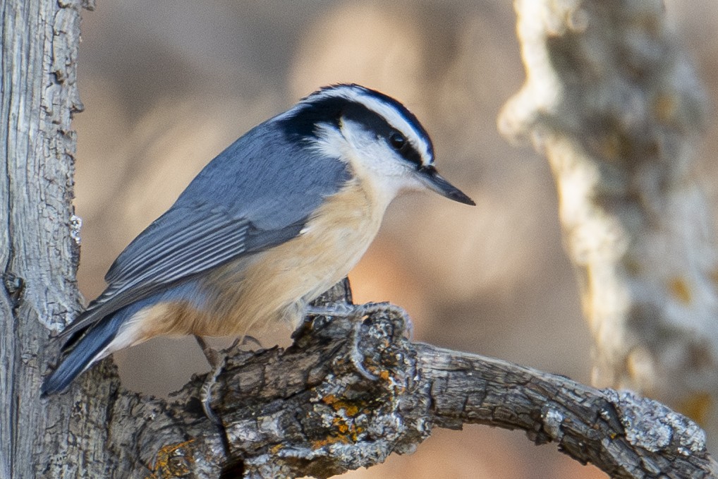 Red-breasted Nuthatch - ML644724312