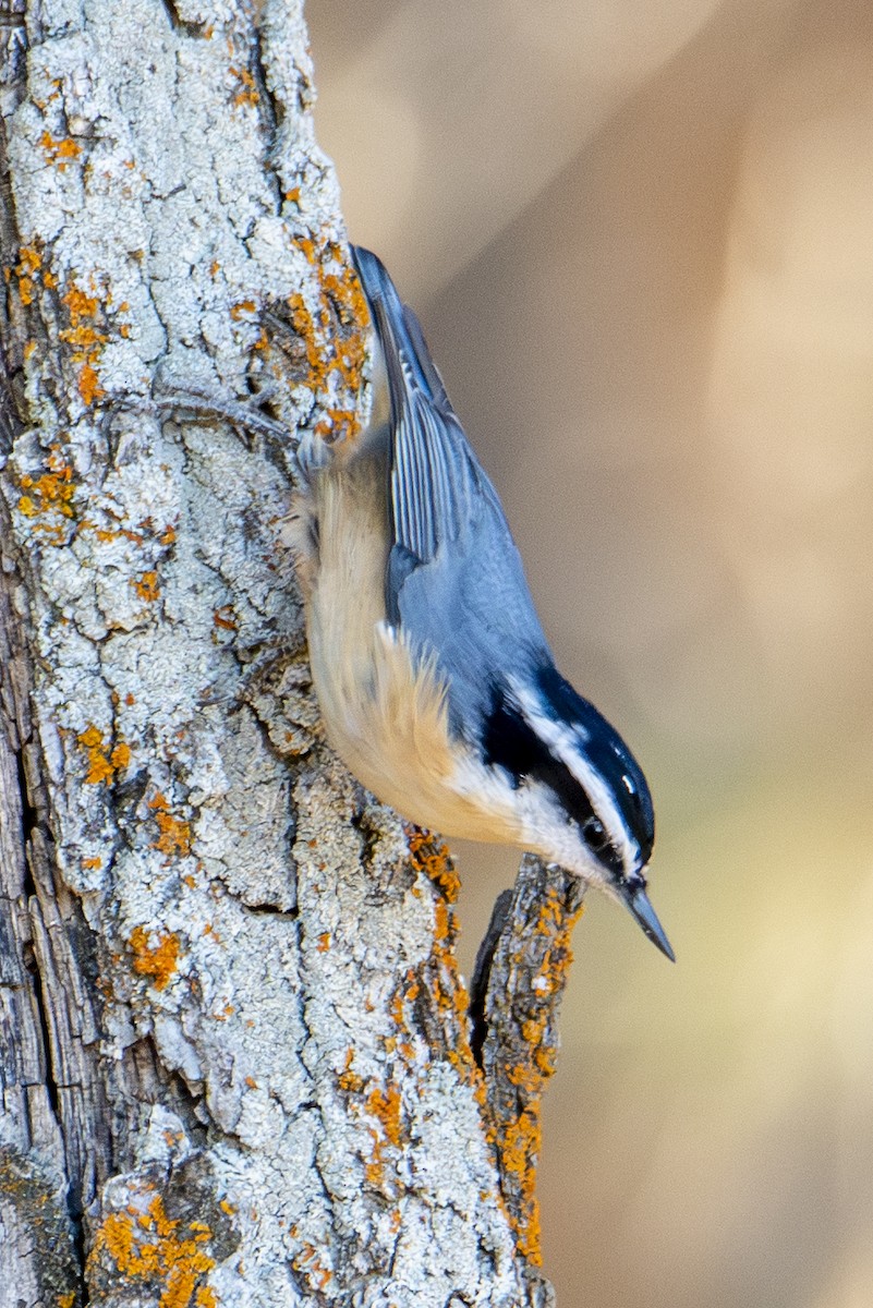Red-breasted Nuthatch - ML644724313
