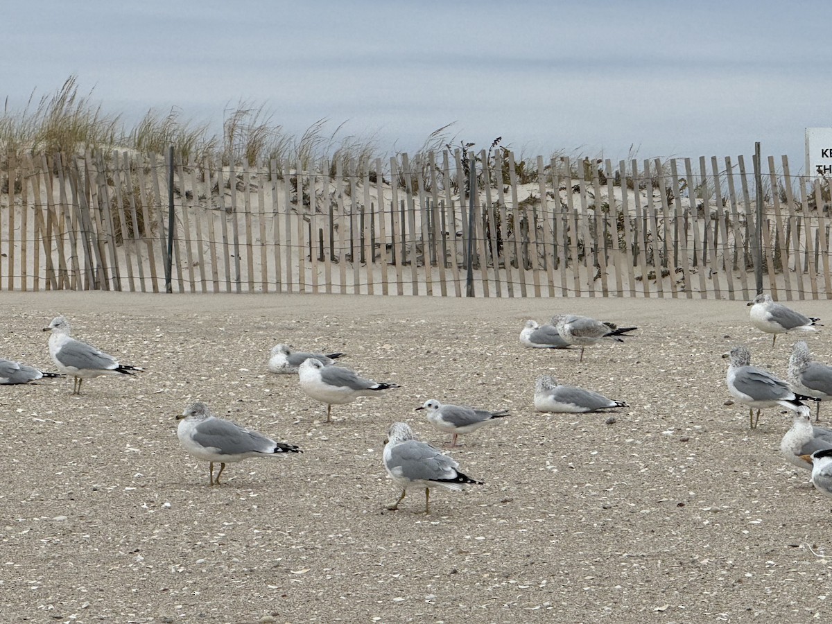 Bonaparte's Gull - ML644724318