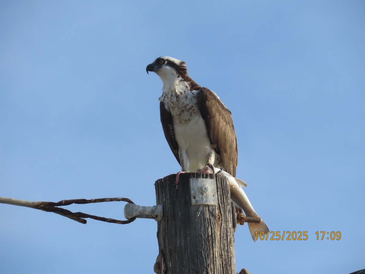 orlovec říční - ML644724327