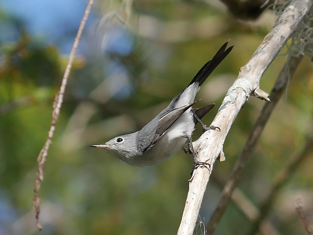 Голубая комароловка - ML644724345