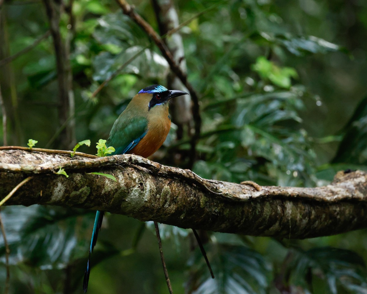 Whooping Motmot (Whooping) - ML644724347