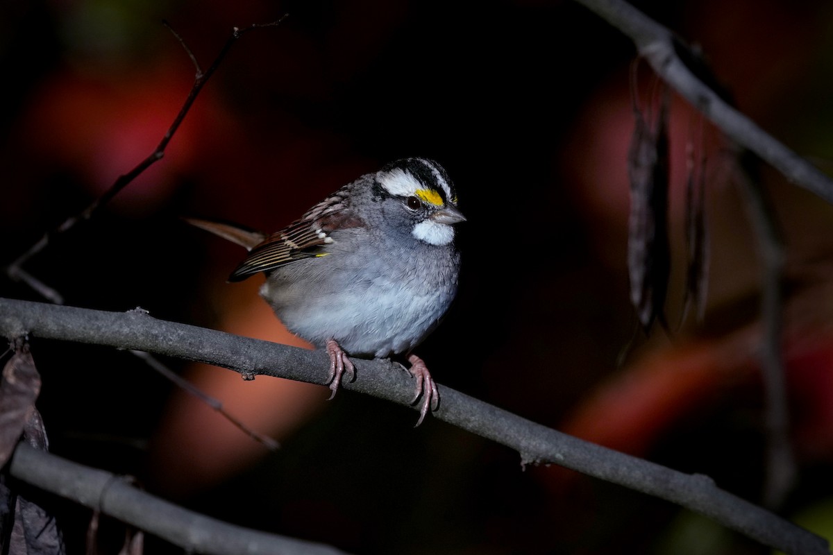 Bruant à gorge blanche - ML644724360