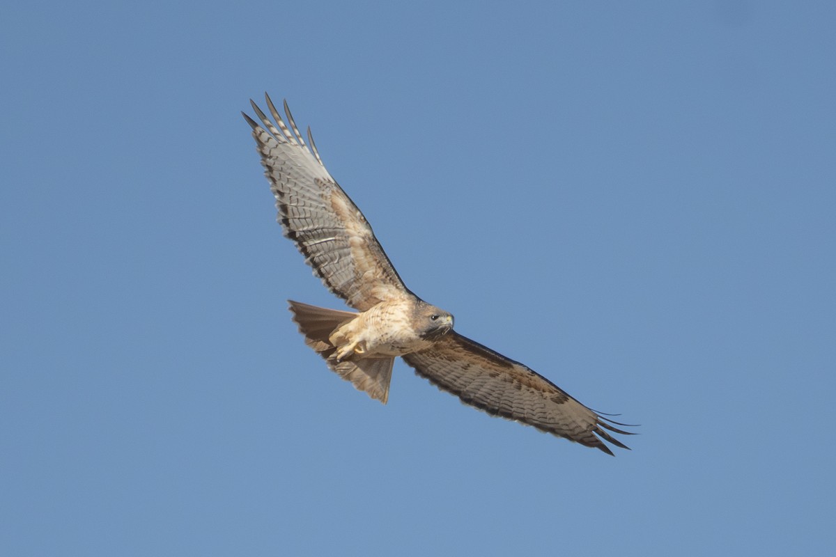 Red-tailed Hawk - ML644724363
