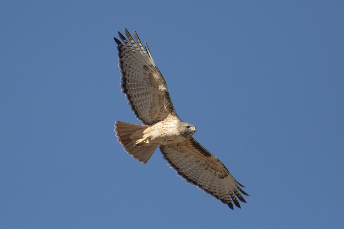 Red-tailed Hawk - ML644724364