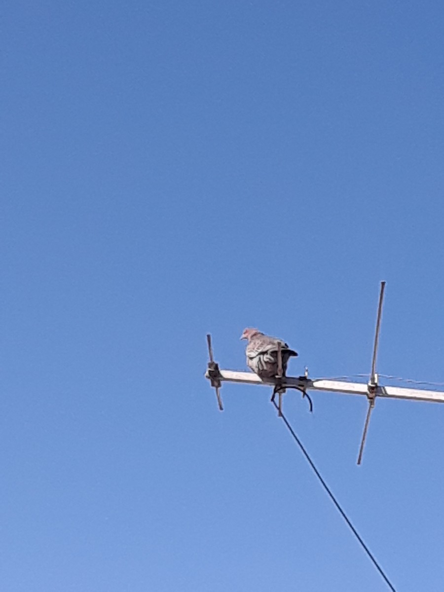 Paloma Picazuró - ML644724370