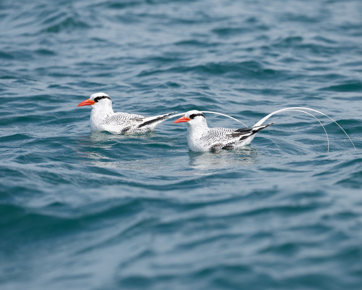 Red-billed Tropicbird - ML644724371