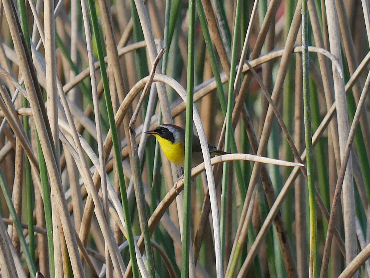 nordgulstrupe (trichas gr.) - ML644724374