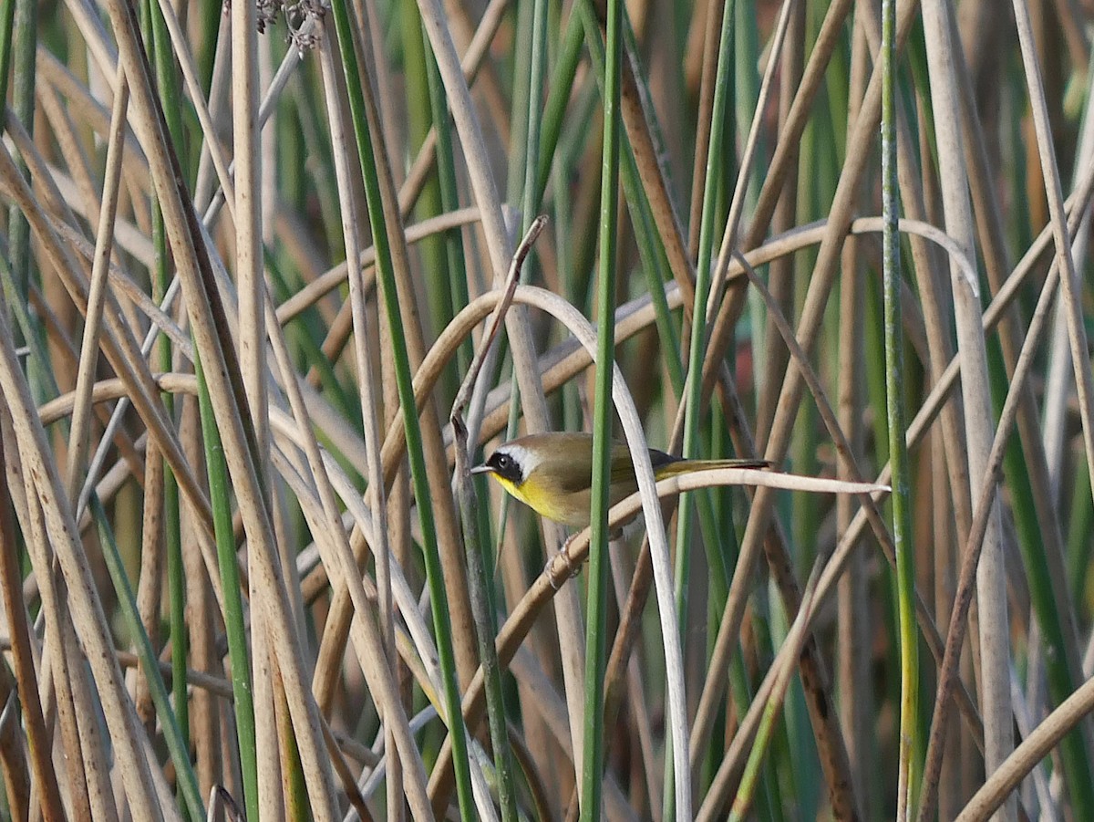 nordgulstrupe (trichas gr.) - ML644724375