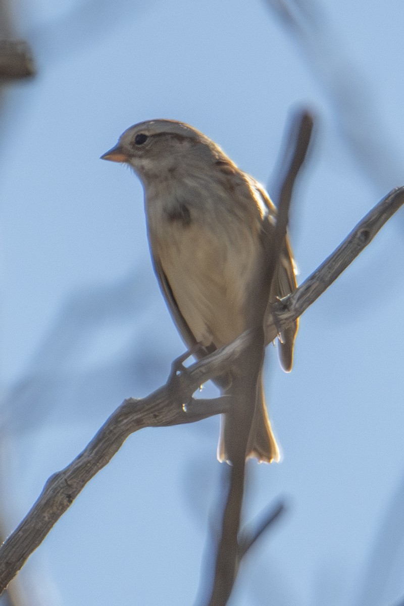 American Tree Sparrow - ML644724377