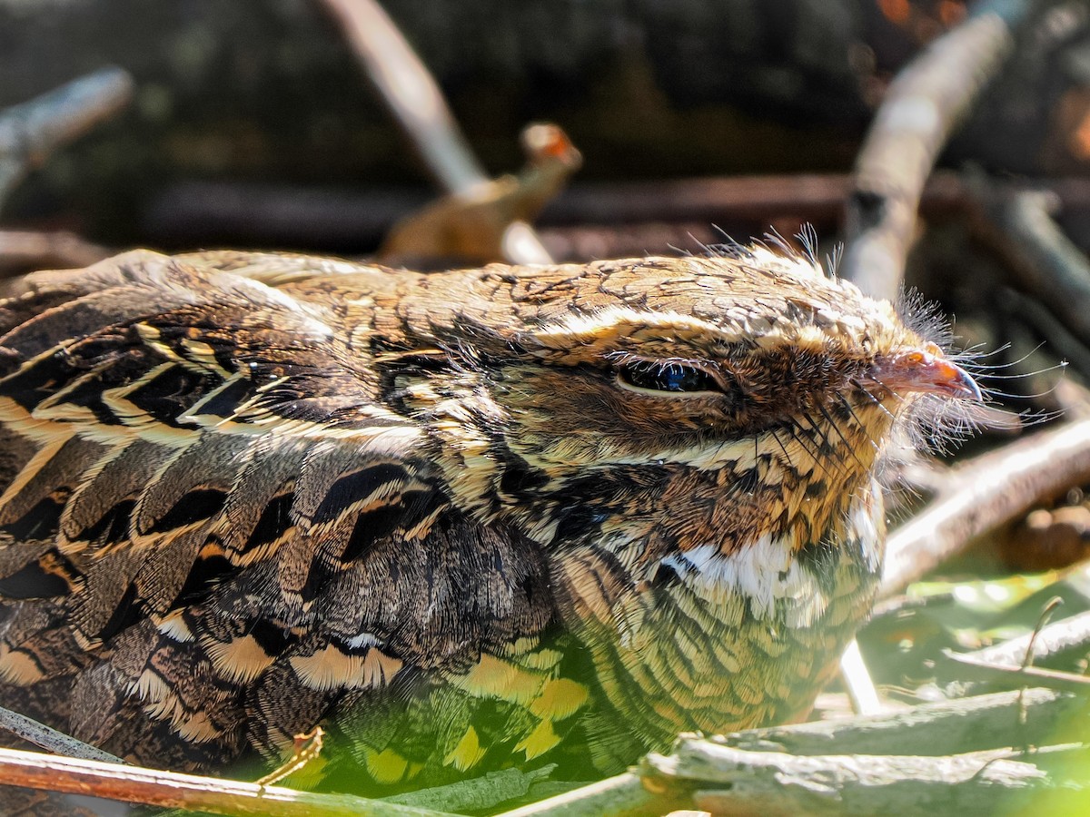 pauraquenattravn - ML644724379