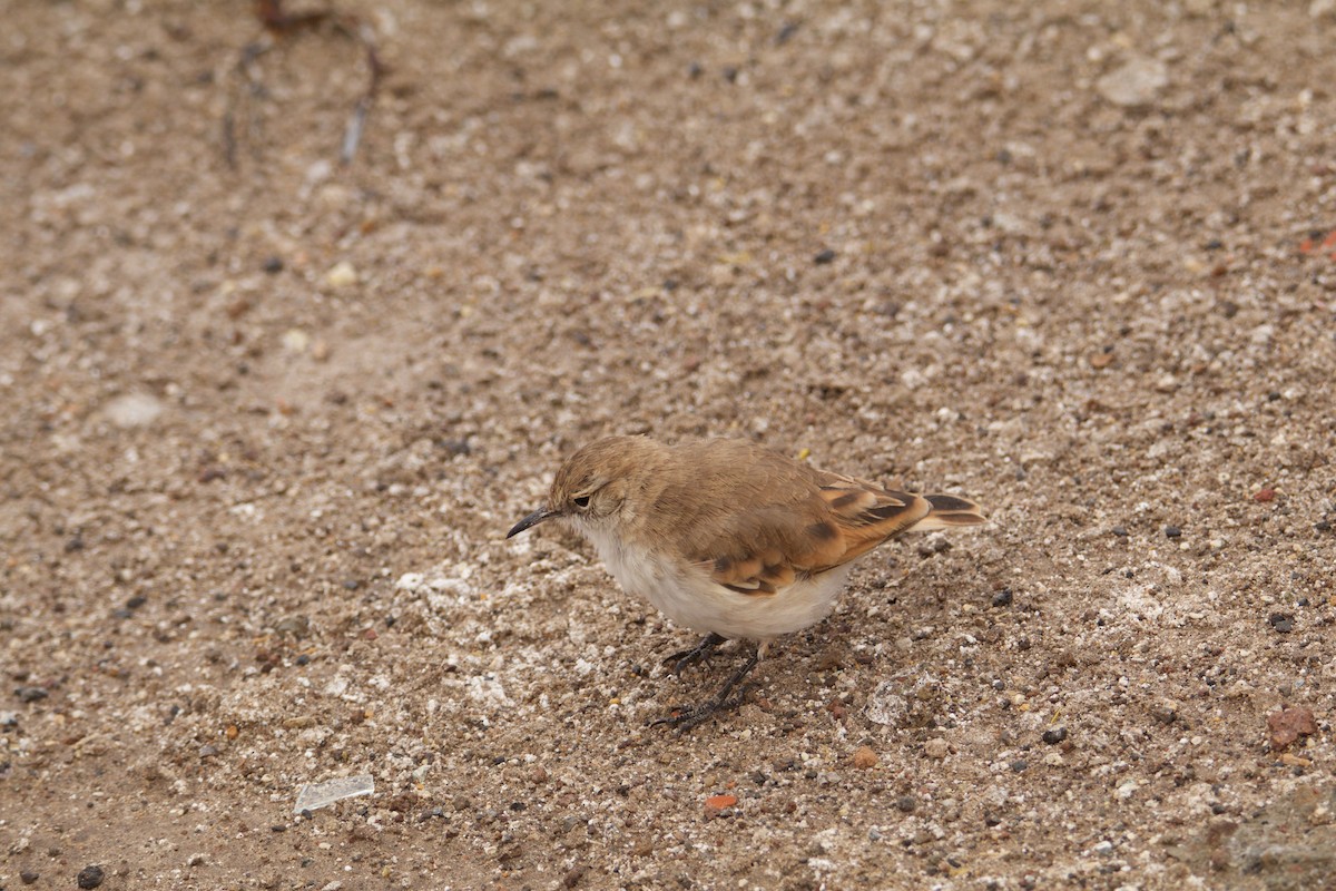 Puna Miner - ML644724384