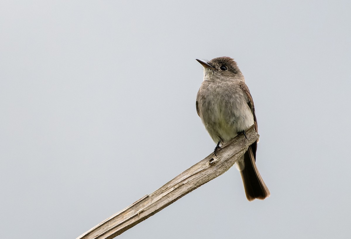 Pioui de l'Ouest - ML644724389