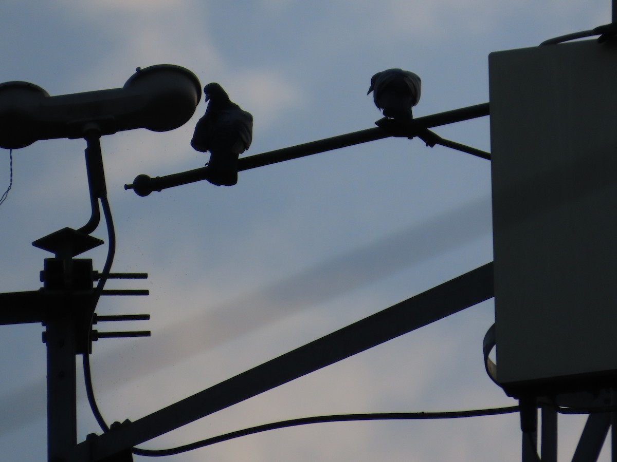 Kaya Güvercini (evcil tip) - ML644724394