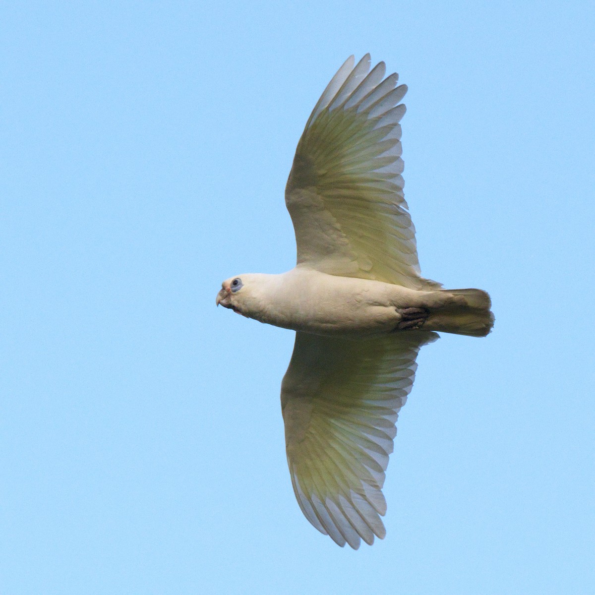 Little Corella - ML644724396