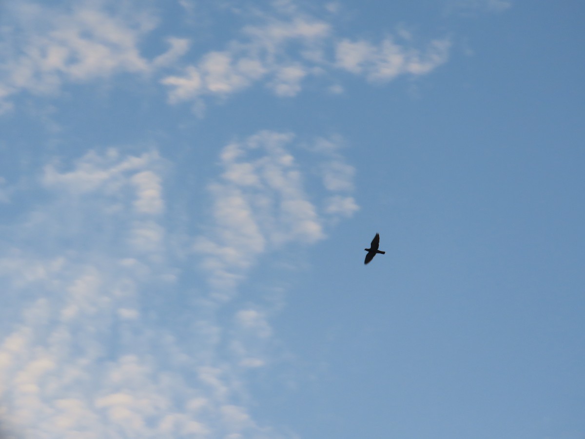 Kaya Güvercini (evcil tip) - ML644724397