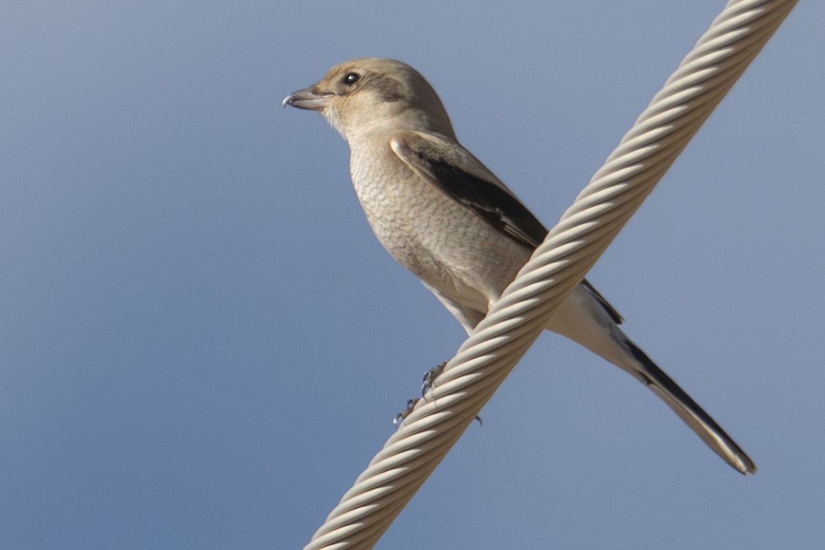 Northern Shrike - ML644724398